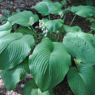 Hosta 'T Rex'